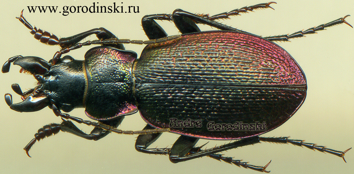 http://www.gorodinski.ru/carabus/Cratocarabus redikortzevi.jpg